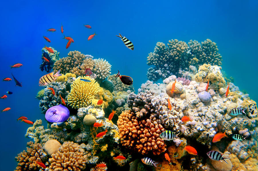 Tropical Fish on a coral reef Photograph by Vlad61