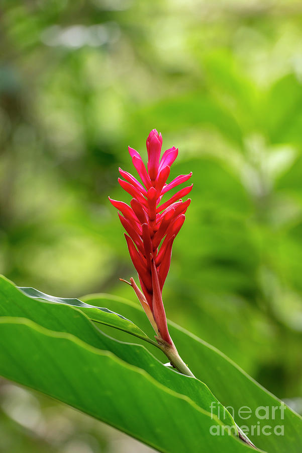 Tropical Flower Alpinia Purpurata Photograph