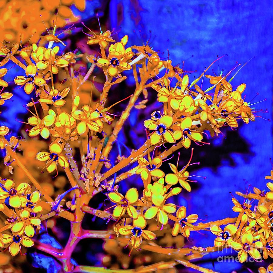 Flower Photograph - Tropical Flowers  by D Davila