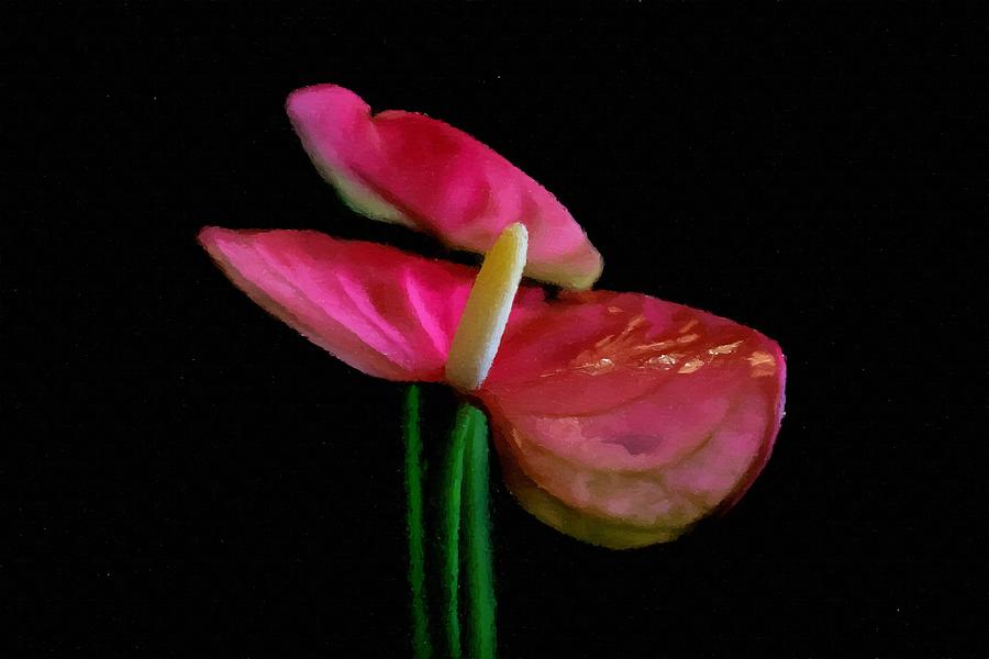 exotic flowers with black background