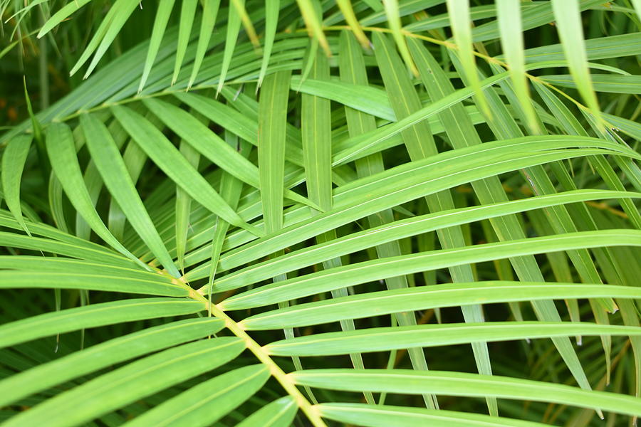 Tropical Foliage Photograph by Dick Sauer