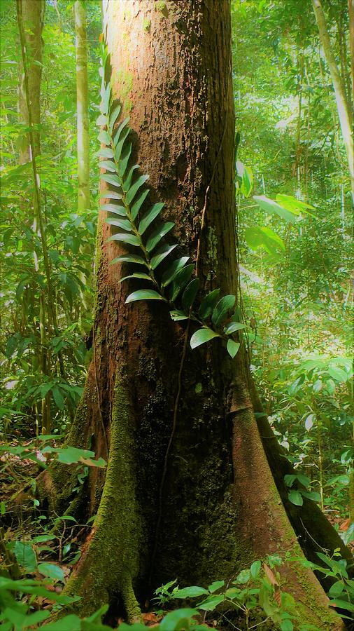 Tropical Forest 2 Photograph by Robert Bociaga