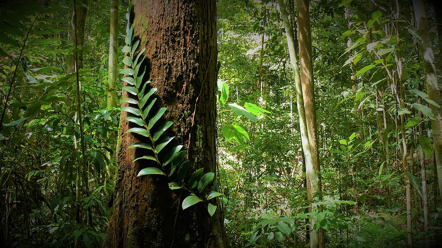 Tropical Forest 3 Photograph by Robert Bociaga