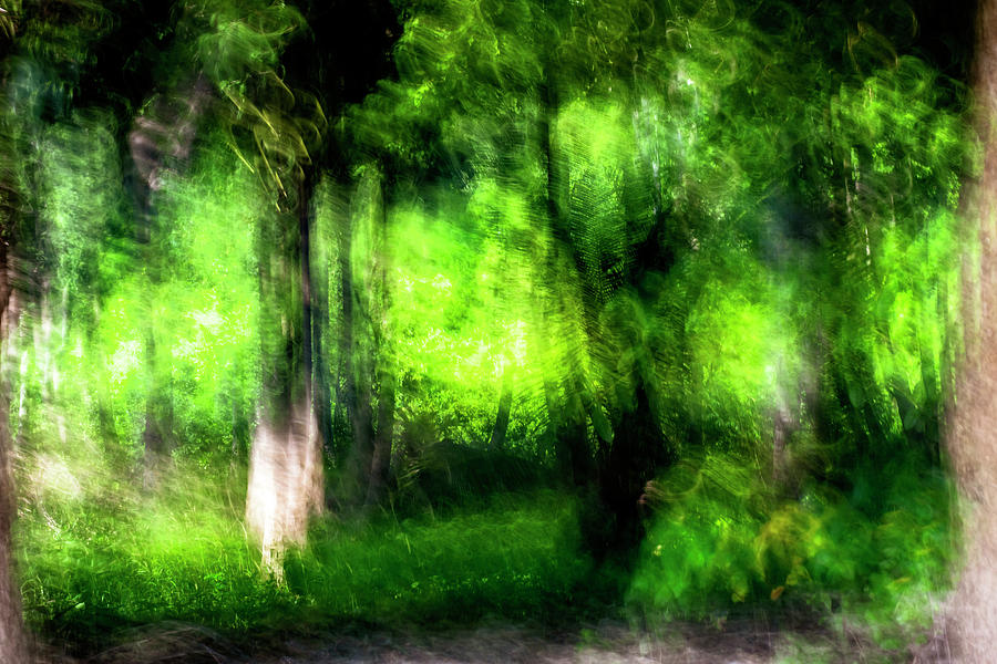 Tropical Forest Fantasy Photograph