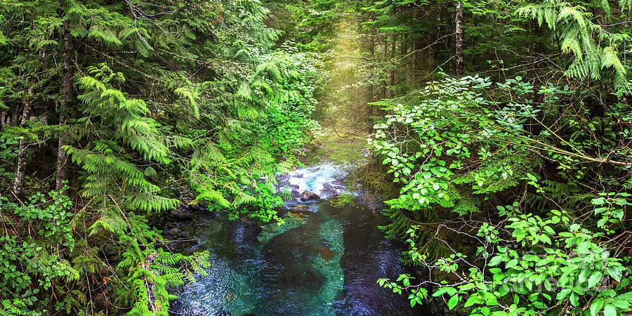Tropical Forest Stream Photograph