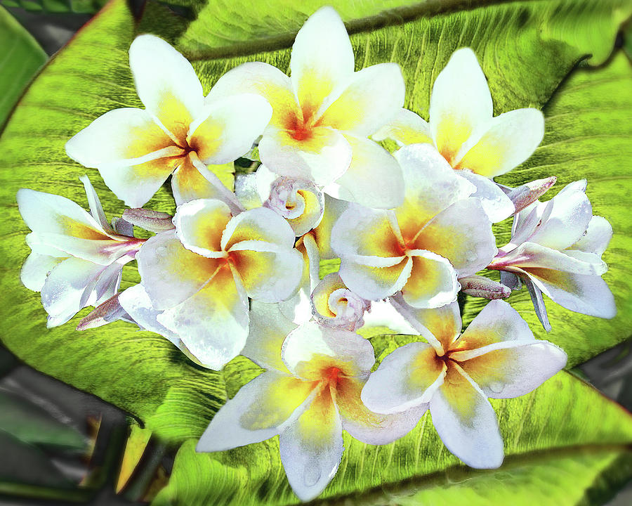 Tropical Fragrance Photograph by Don Schimmel