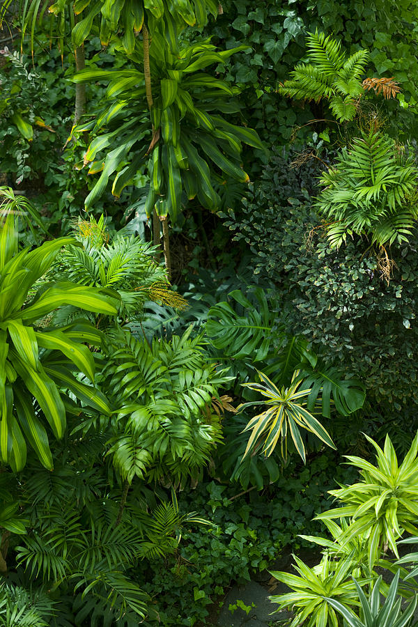 Tropical frond garden Photograph by Caracterdesign