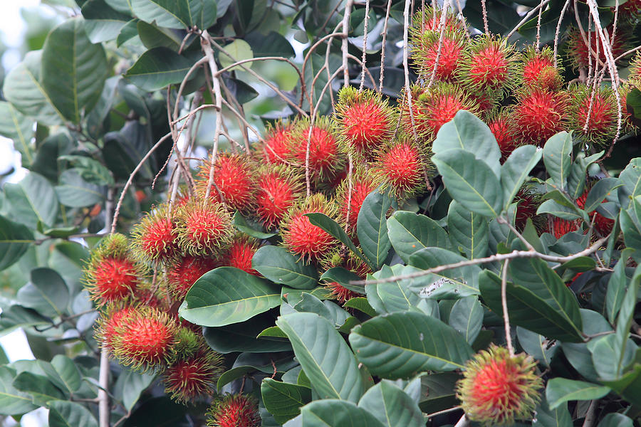 Tropical fruit, Rambutan on tree Photograph by Rufous52