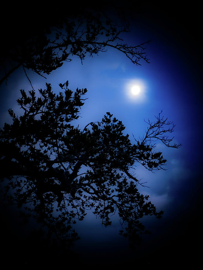 Tropical Full Moon Photograph by Sue M Swank