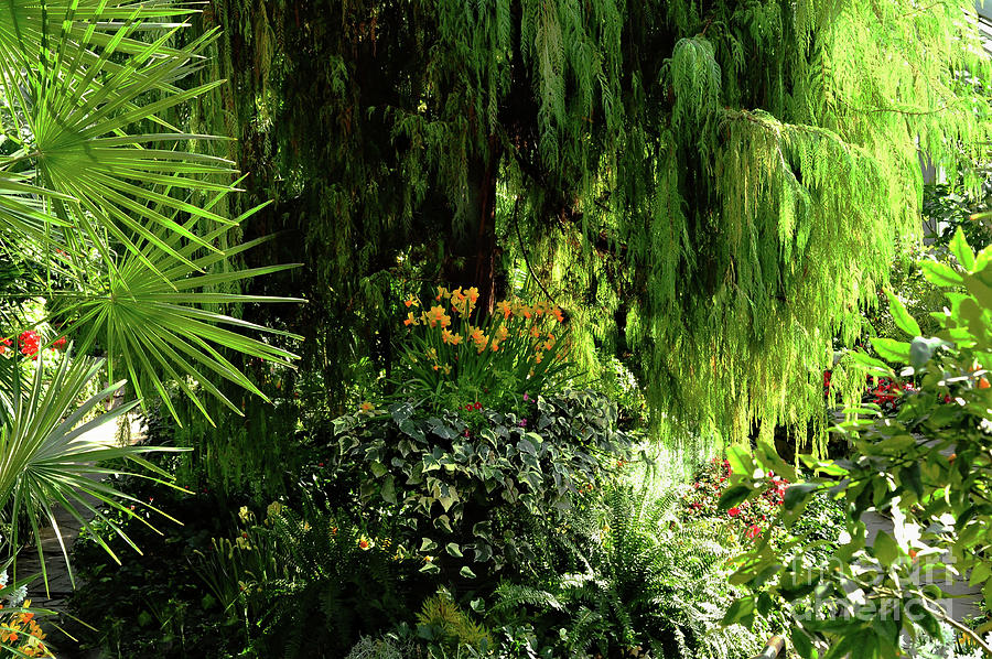 Tropical Garden  Photograph by Elaine Manley