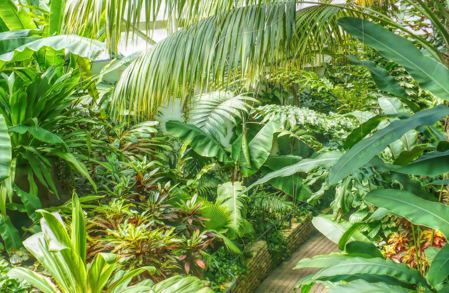 Tropical Garden Photograph by Susan Hope Finley