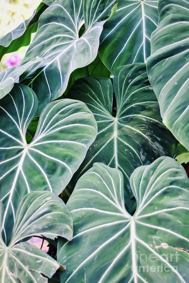 Tropical Green 2 Photograph by Andrea Anderegg
