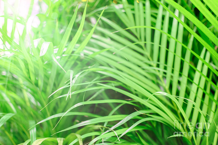Tropical Green Background Photograph