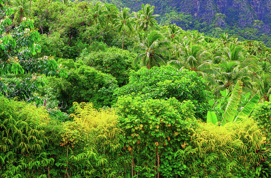 Tropical green Photograph by Larry Huffman - Fine Art America