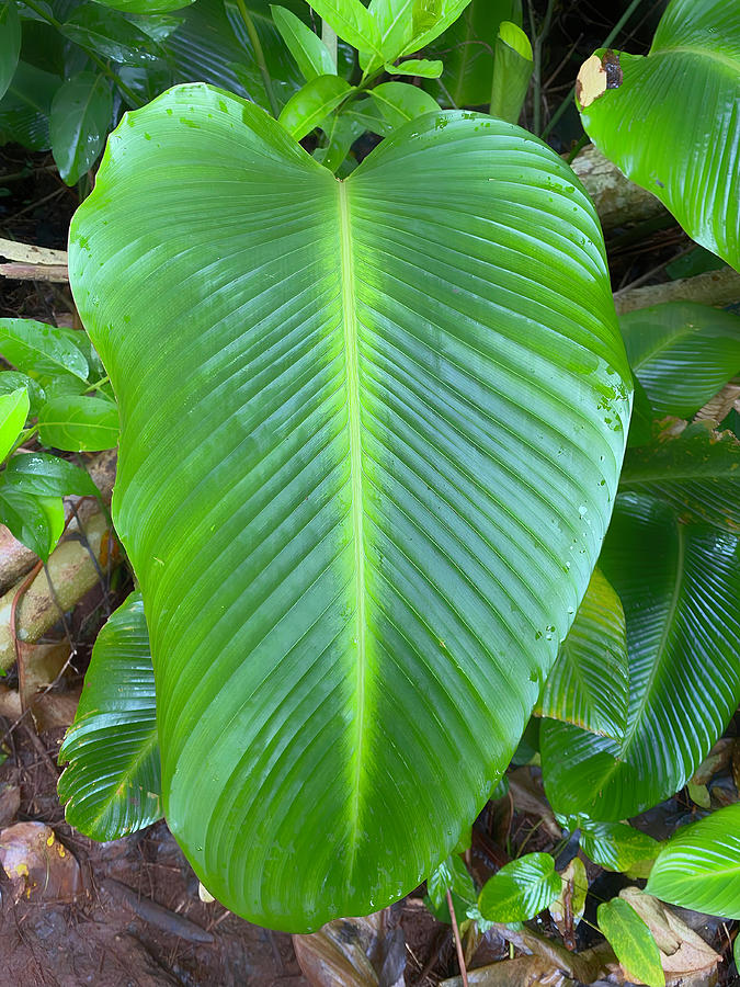 Prayer Plant Leaf Photograph by Deborah League
