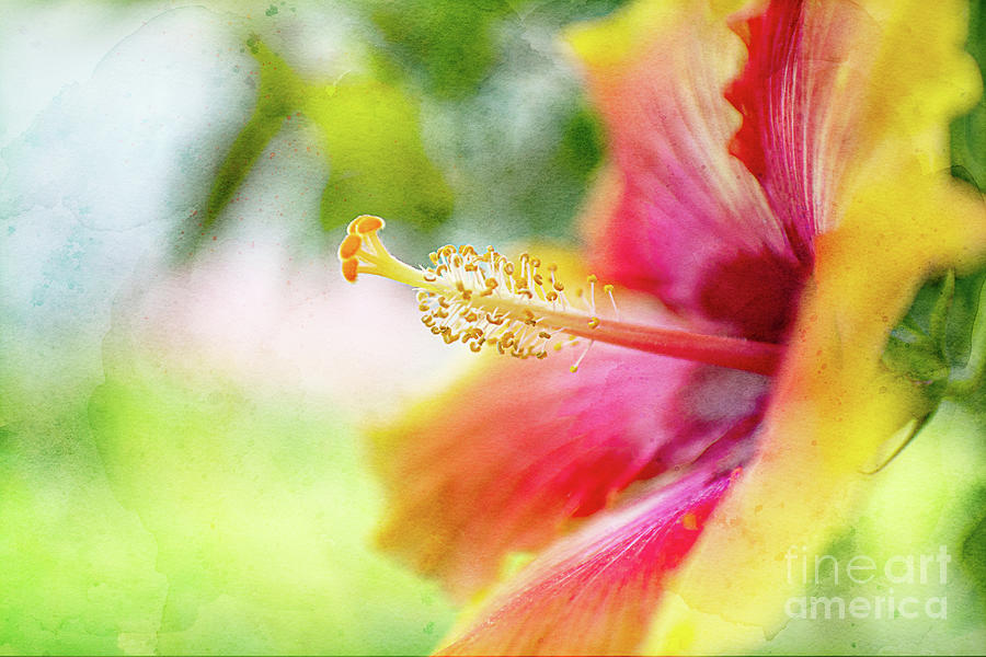 Tropical Hibiscus Photograph by Amy Dundon