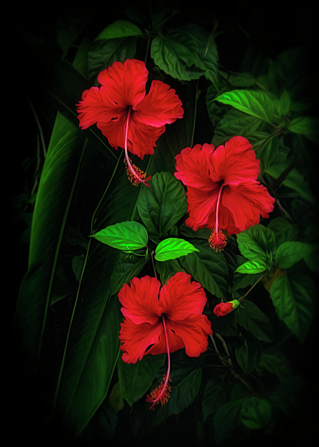 Tropical Hibiscus Photograph by Carolyn Derstine