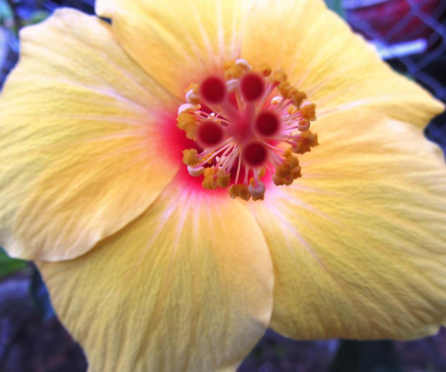 Tropical Hibiscus Eye Candy Photograph by Belinda Lee