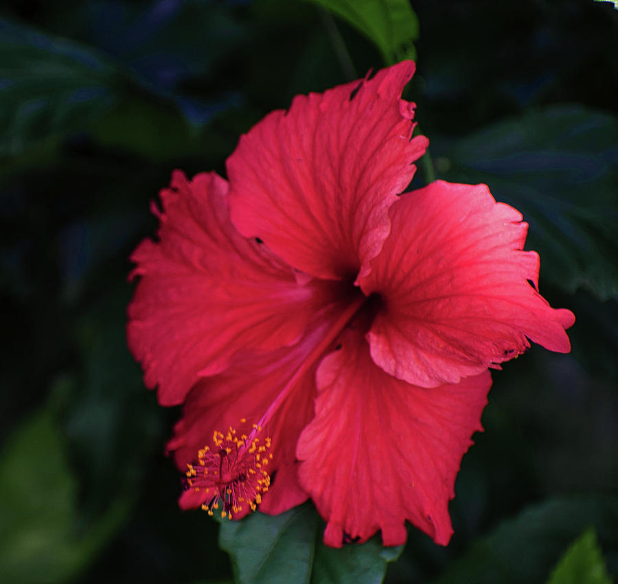 Tropical Hibiscus Photograph by Kelly Ryan - Fine Art America