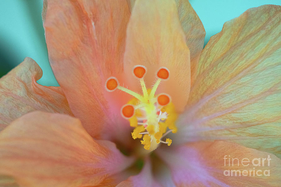 Spring Photograph - Tropical Hibiscus - Macro  by Dale Powell