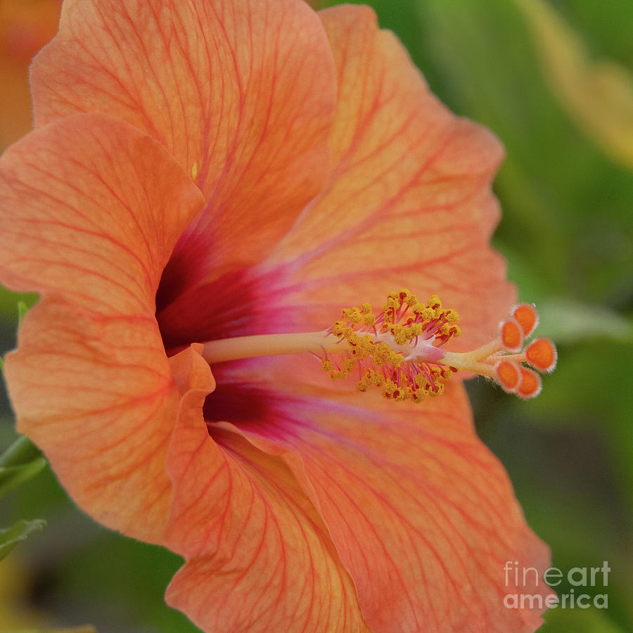 Peach Photograph - Tropical Hibiscus by Nancy Gleason