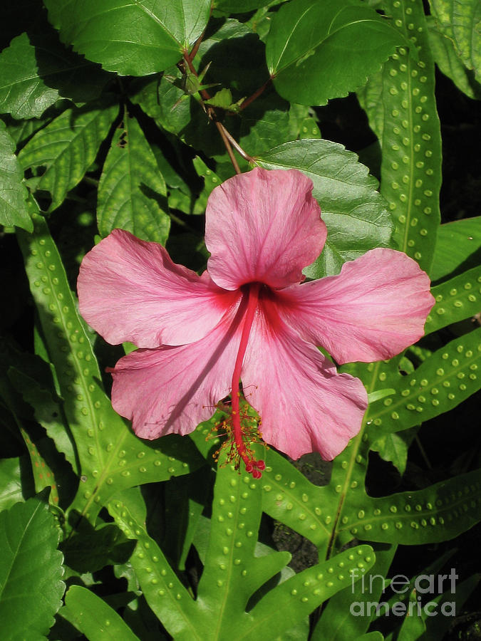 Tropical Hibiscus Photograph by Suzanne Luft