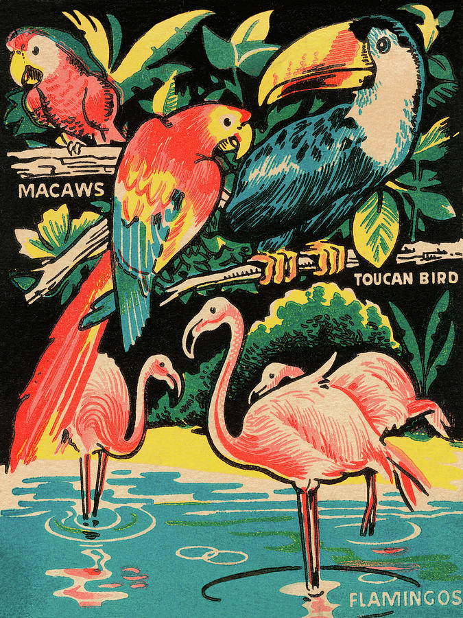 Bird Drawing - Tropical Hobbyland - Birds by Vintage Posters