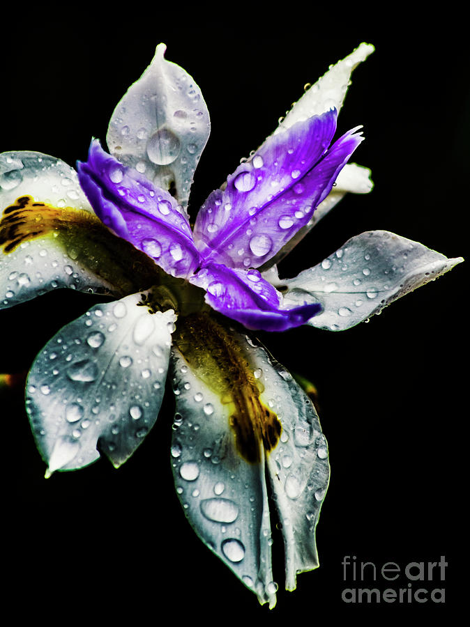 Tropical Iris Photograph by Jorgo Photography