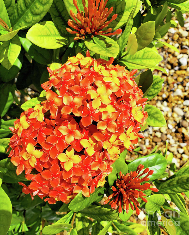 Tropical Ixora Blooms Photograph by Sharon Williams Eng