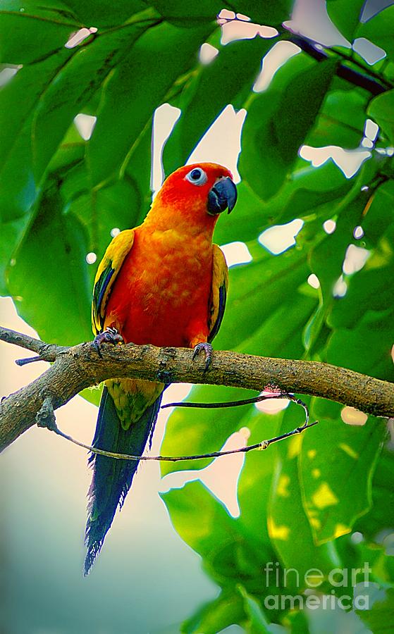 Tropical Jungle Parakeet Photograph