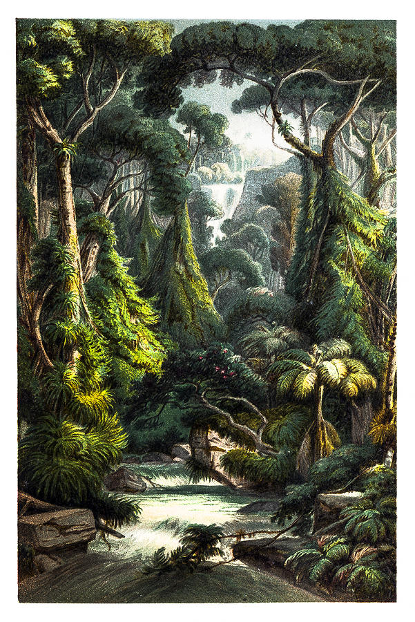 Tropical jungle Waterfall with Palm Trees ,Ferns and Lianas Drawing by Nastasic