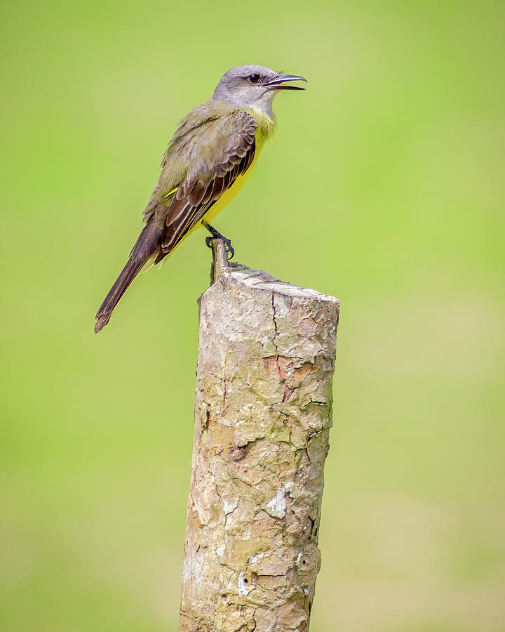 Tropical Kingbird Yavari Loreto Peru Photograph by Adam Rainoff