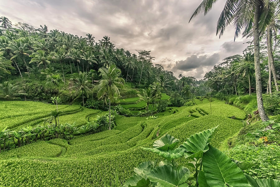 Tropical Landscape Photograph
