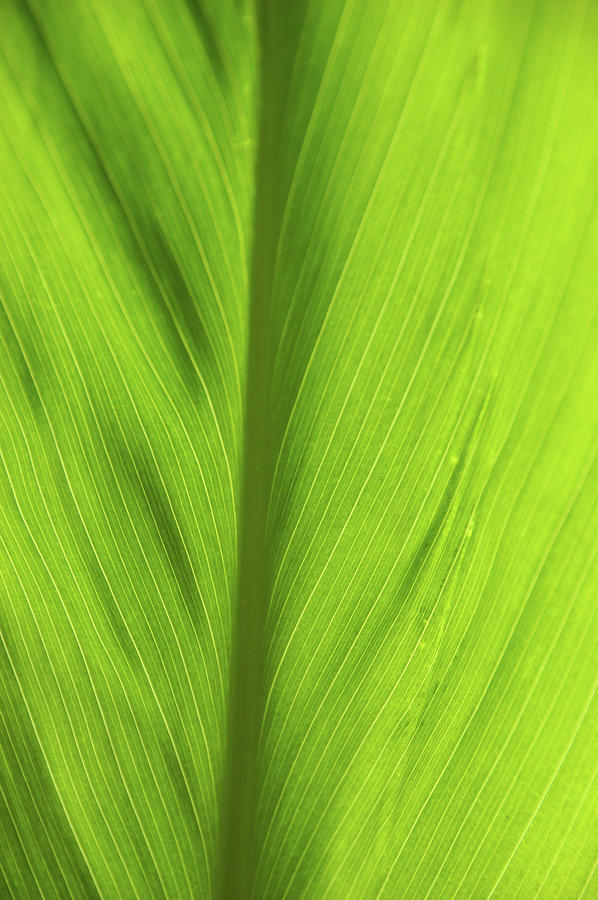 Tropical Leaf Photograph