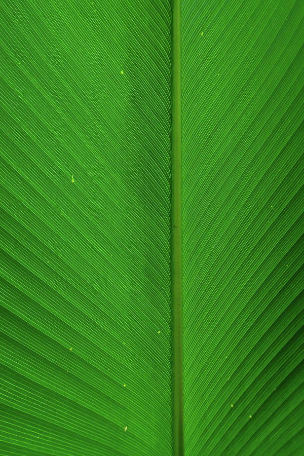 Tropical Leaf V I Photograph by Doug Davidson