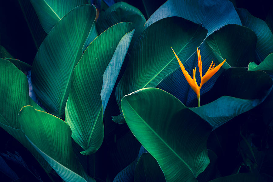 Tropical Leaves Colorful Flower On Dark Tropical Foliage Nature Background Dark Green Foliage Nature Photograph by sarayut Thaneerat