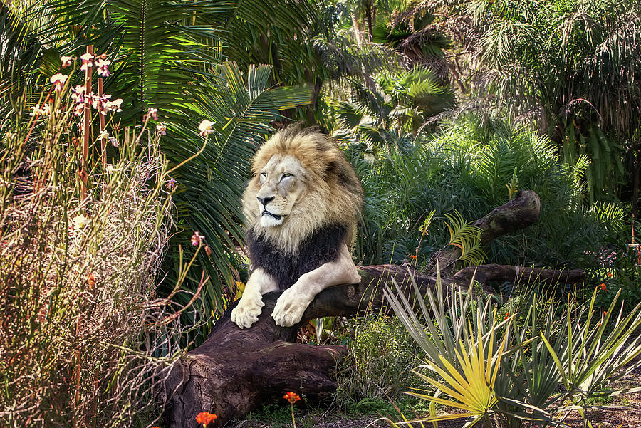 Tropical Lion Photograph by Ed Taylor