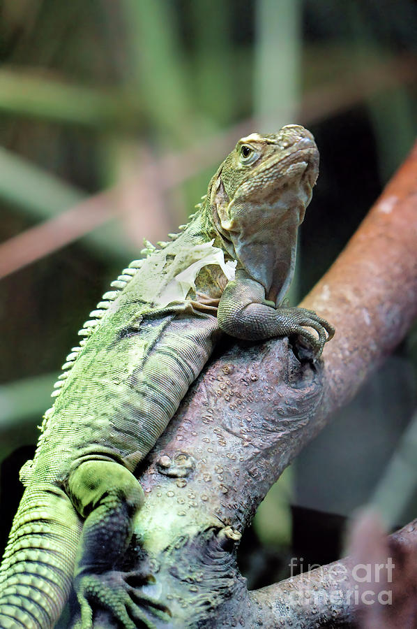 Tropical Lizard Photograph by Ellen Cotton