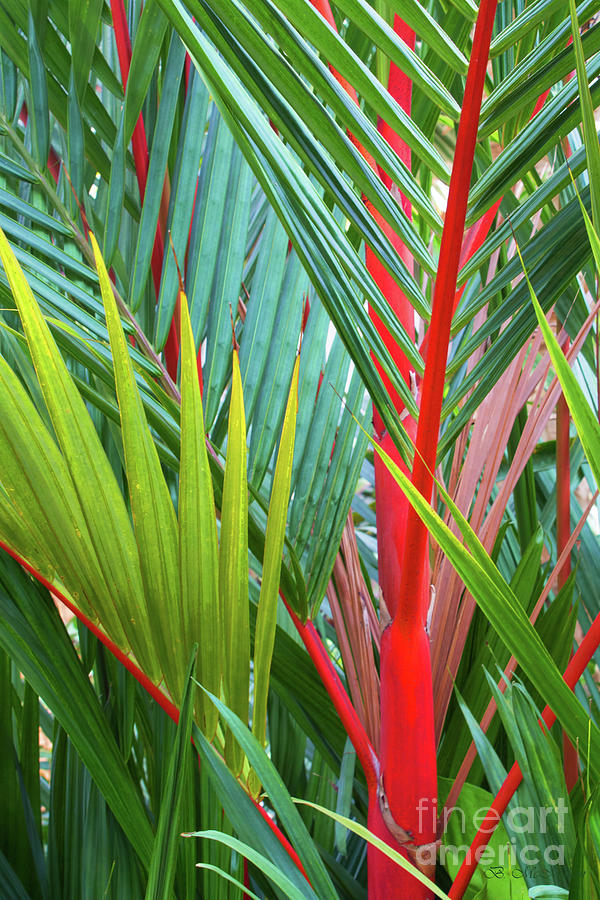 Tropical Lush Photograph by Barbara McMahon