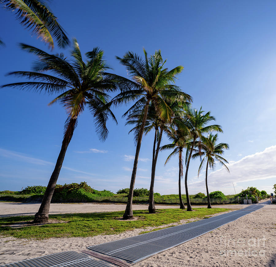 Tropical Miami scene with palms Photograph by Felix Mizioznikov - Fine ...