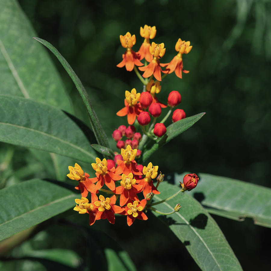 Tropical Milkweed Photograph By Barbara Embick - Fine Art America