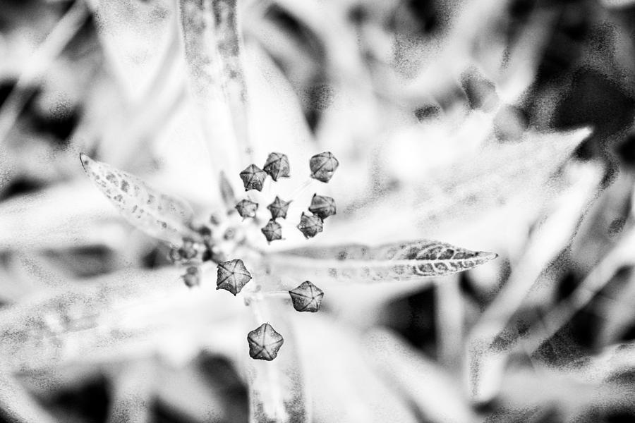 Tropical Milkweed Black and White Photograph by W Craig Photography
