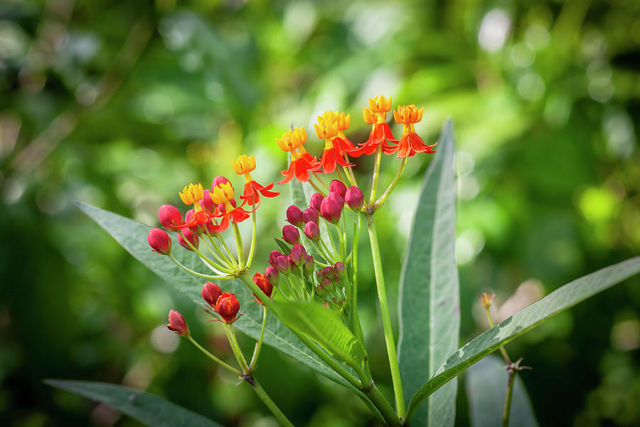 Tropical Milkweed Flowers X120 Photograph by Rich Franco