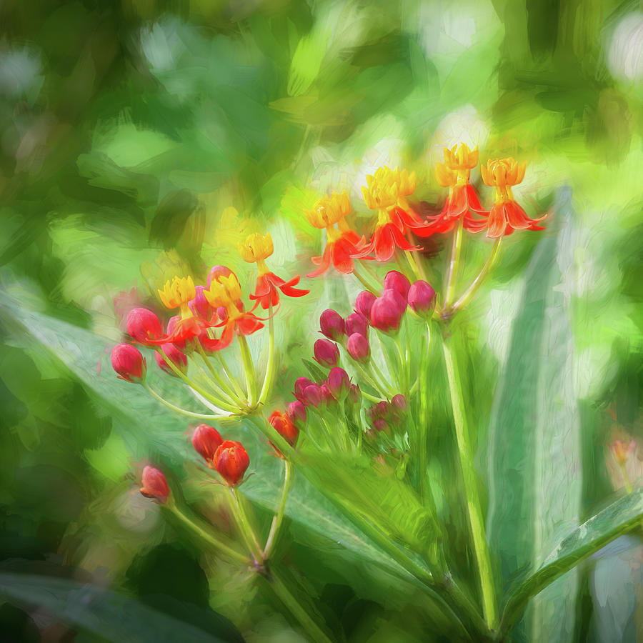 Tropical Milkweed Flowers X121 Photograph by Rich Franco