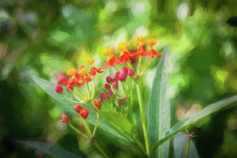 Tropical Milkweed Flowers X122 Photograph by Rich Franco