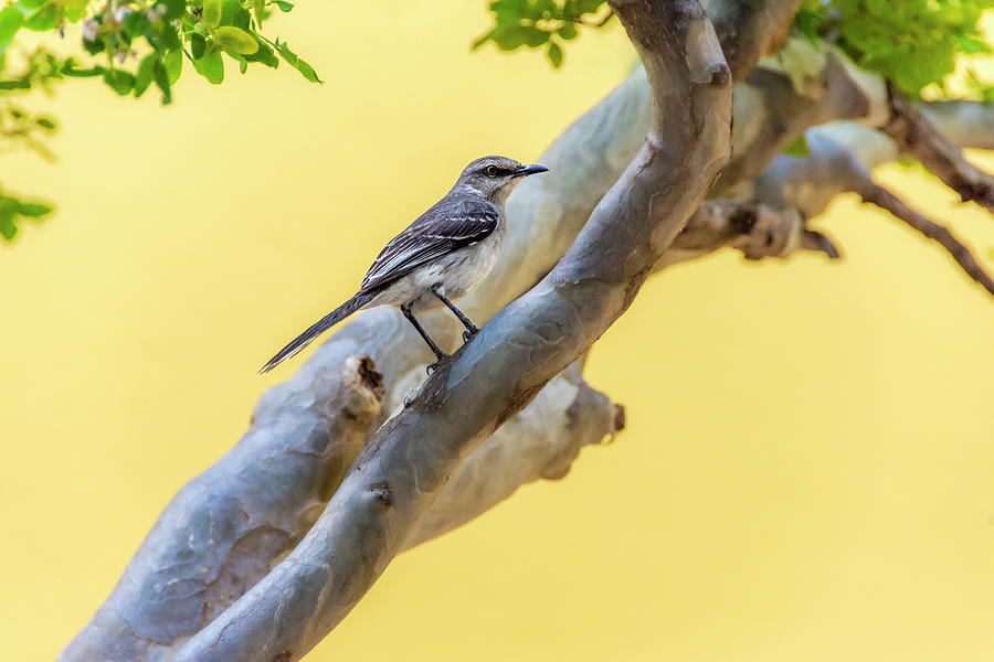 Tropical Mockingbird in Punda Curacao  Photograph by Debra Martz