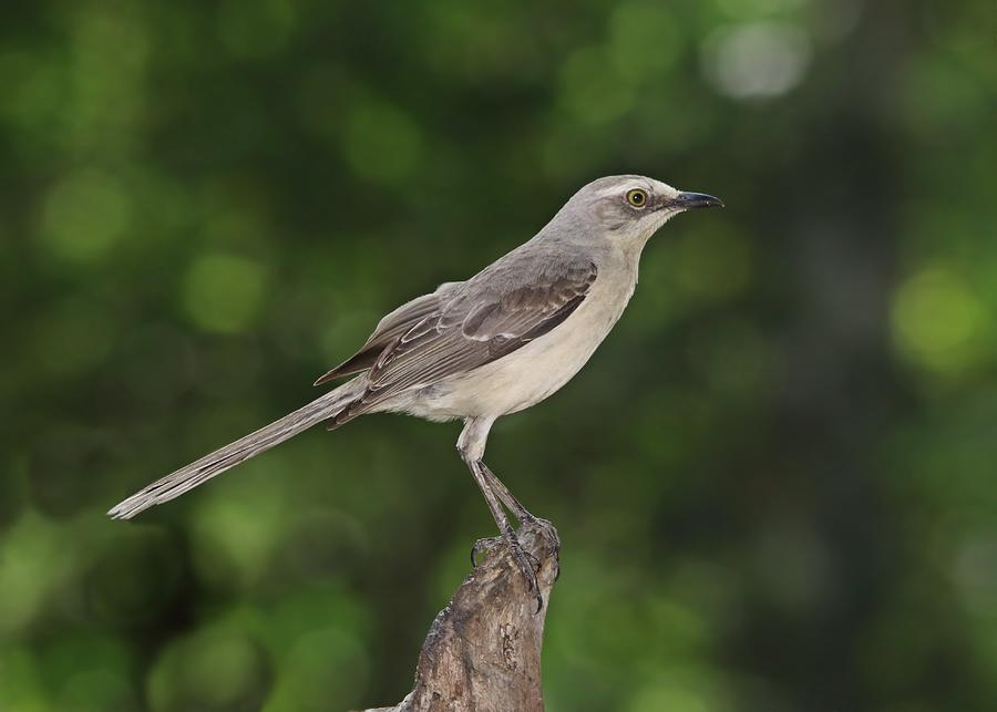 Tropical Mockingbird Photograph