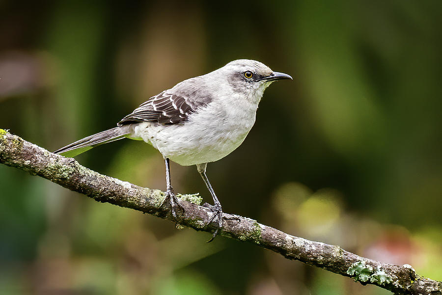 Tropical Mockingbird Ukuku Juntas Tolima Colombia Photograph by Adam Rainoff