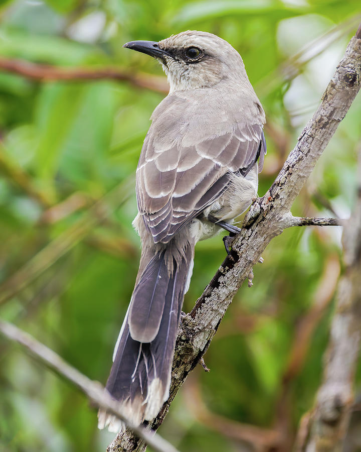 Tropical Mockingbird Wisirare Orocue Casanare Colombia Photograph by Adam Rainoff