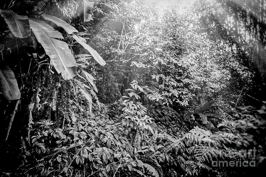 Black And White Photograph - Tropical Monotone by Mark Paulda